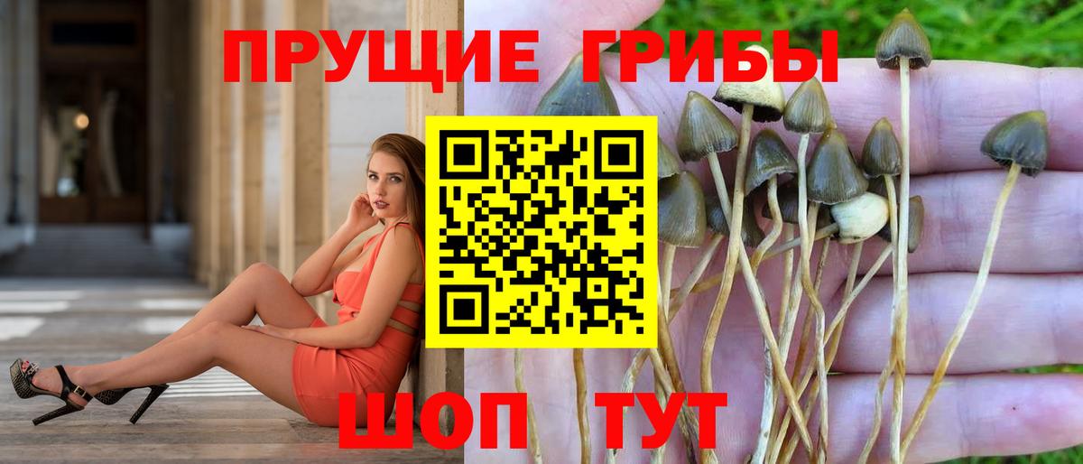 Псилоцибиновые грибы прущие грибы  Галлюциногенные грибы Psilocybe  Вход с VPN  Кимовск 